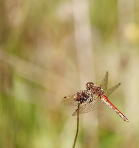 istock Moustached Darter Dragonfly (Sympetrum vulgatum) Old Female 1338272969