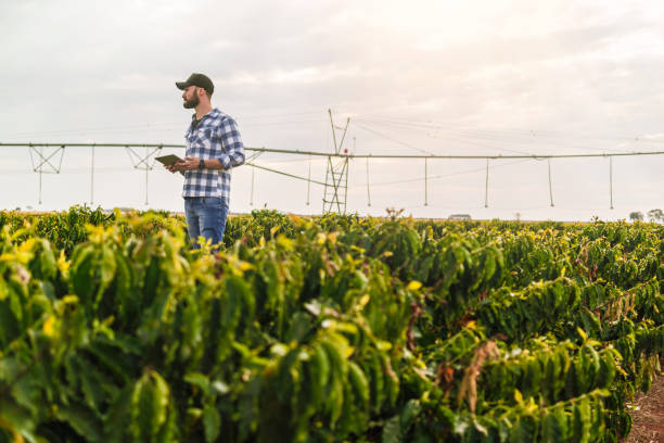 istock Man in a coffee plantation. Researcher. 1338273091