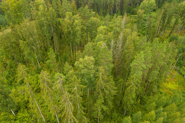 istock Directly above full frame shot of green pine forest 1338273095