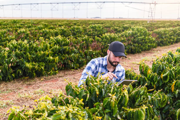 istock Man in a coffee plantation. Researcher. 1338273100