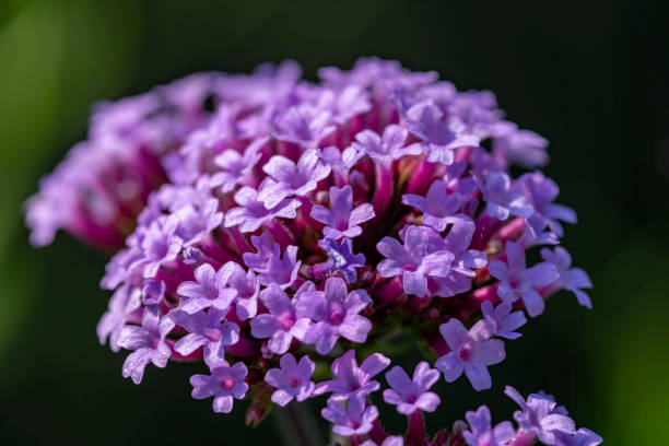 cabeça de flor verbena - lilac bush nature flower bed - fotografias e filmes do acervo