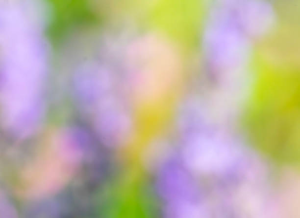 Defocused lavender flowers for use as an abstract background.