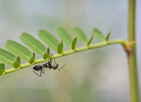 Closeup detail of black thatching ant with red head on plant stalk