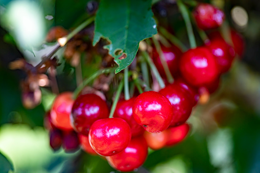 Top view of lingonberries in a plastic container on top of a tree stump in nature, Finland.