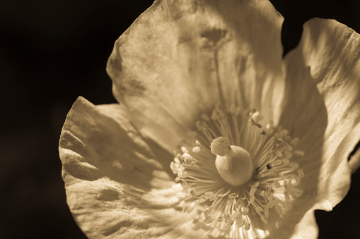 An extreme close-up of an orange Californian poppy stigma and stamens.