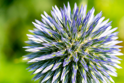 An Echinops flower which is a spiky sphere in close up to give an abstract background.