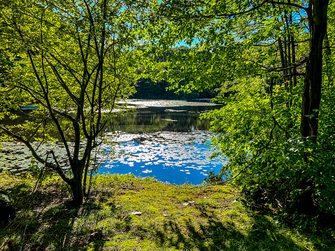 Rockridge Pond in the late after sun.  Located in the Boston suburb of Wellesley, MA, this pond has walking trails and offers skating during the winter months.