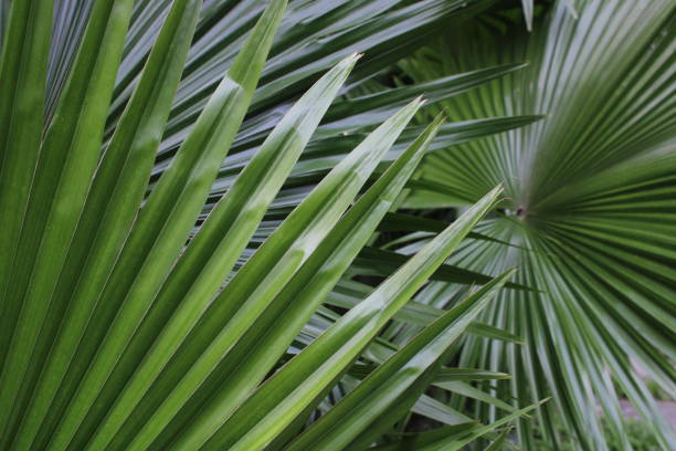 istock Palm tree leaves all over the frame , wallpaper 1338276587
