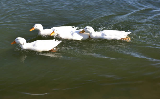 istock Four ducks playing and chasing each other on the lake where they reside 1338277934
