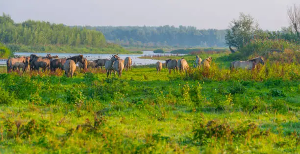 Horses in a field along the edge of a misty lake at sunrise in summer, Almere, Flevoland, The Netherlands, September 23, 2021