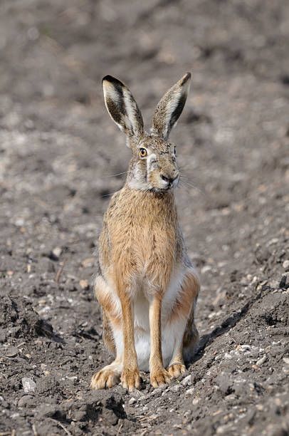 europäische hare europaeus lepus - hase wildfleisch stock-fotos und bilder