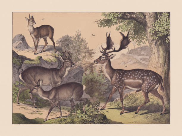 1869年に出版された反芻動物、手色のクロモリトグラフ - sepia toned illustrations点のイラスト素材／クリップアート素材／マンガ素材／アイコン素材