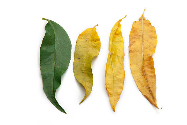 istock Autumn leafs Turns to Summer 133828035