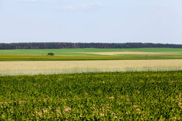 istock an agricultural field where rye is grown 1338281512