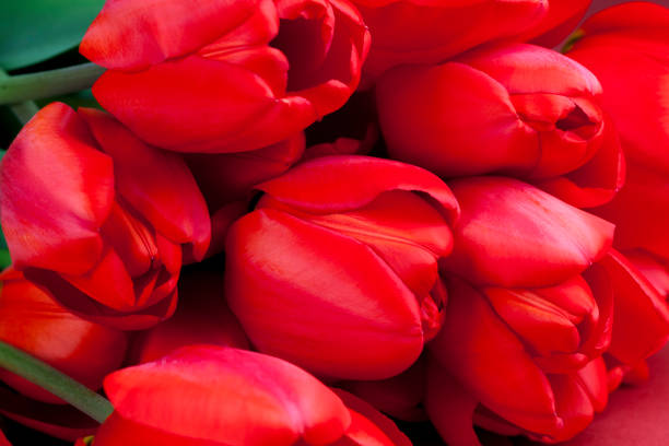 several red tulips in the spring season, beautiful spring flowers red tulips with bright petals in a bouquet