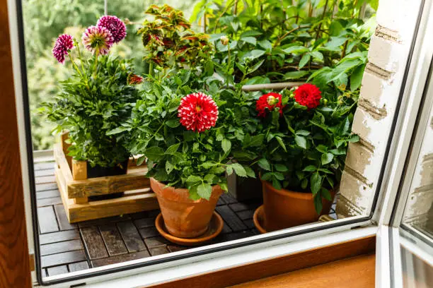 Plants and Dahlia Flowers on summer day on balcony in city apartment