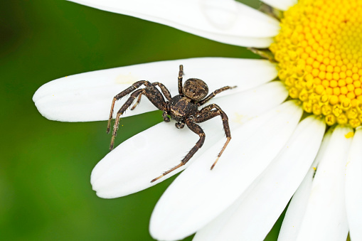 Macro photograph of a female black widow spider hanging on her web she has constructed on a small branch. There is great detail in her features.