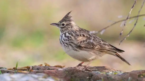 Crested lark (Galerida cristata) standing on a stone