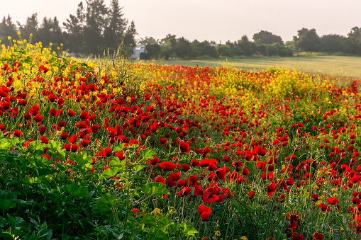 poppies field