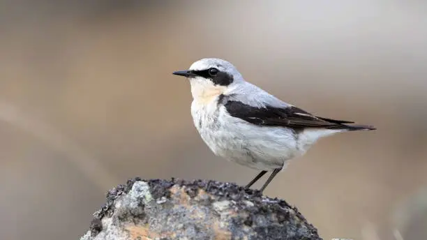 Male northern wheatear or wheatear (Oenanthe oenanthe) is a small passerine bird from Yellowstone