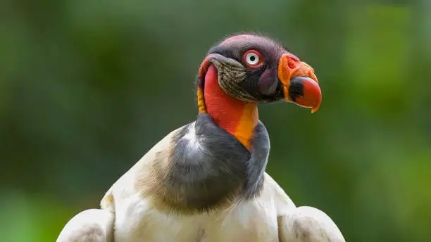 Photo of The king vulture (Sarcoramphus papa). Genus Sarcoramphus. New World vulture family Cathartidae