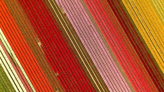 Aerial drone photo of colorful bulbs of tulips in full bloom in Lisse, Netherlands. Aerial view of a beautiful pattern of flowers