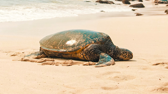 A single large female Hawaiian green sea turtle - Chelonia mydas - is resting on a beach, close-up, centered near the bottom of the horizontal frame, eyes closed and legs extended.  The  backdrop is a rocky beach scene.