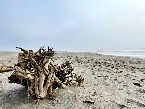 On the Oregon Coast, large pieces of driftwood are brought in during violent storms.  They remain there, weathered and sun-dried.