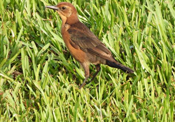 istock Boat-tailed Grackle (Quiscalus major) Female resting in the grass 1338285035