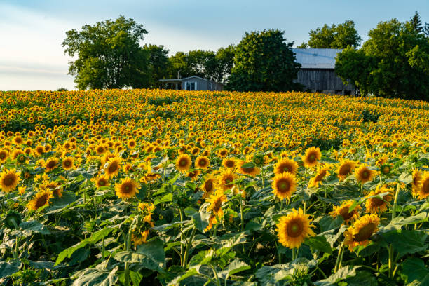 istock Sunflower Field at Sunset, Cookstown, Ontario, Canada. 1338285437