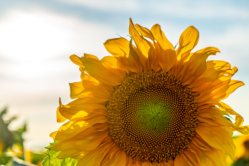 Side View of a  Sunflower with  Natural Black Background | Selective focus.