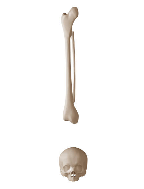 istock 3d render of alphabet exclamation mark made of human bones isolated on white background 1338286439