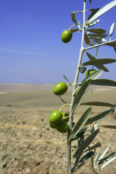 istock Beautiful green olive field macro over blue sky 1338287629