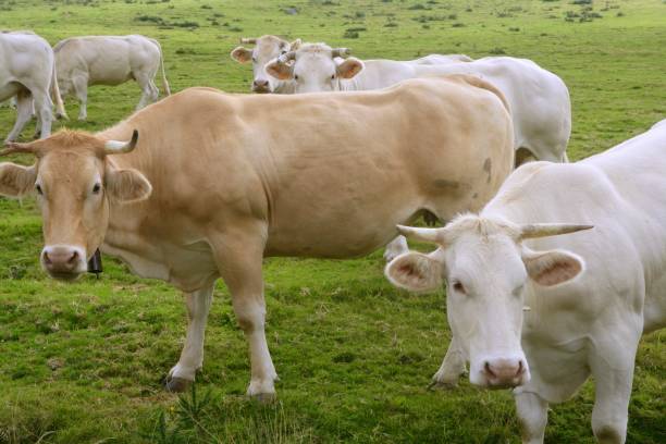 istock Beige cows cattle grazing eating in green meadow 1338288203