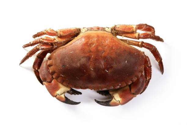 istock Cancer pagurus big crab isolated on white 1338288369