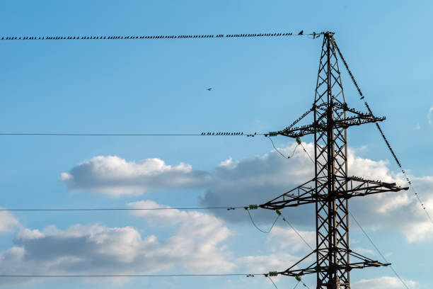 A large flock of black birds sits on high-voltage electrical wires.