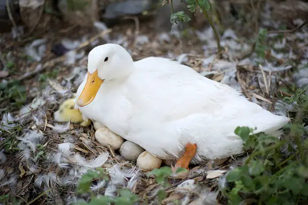 Photo of White duck