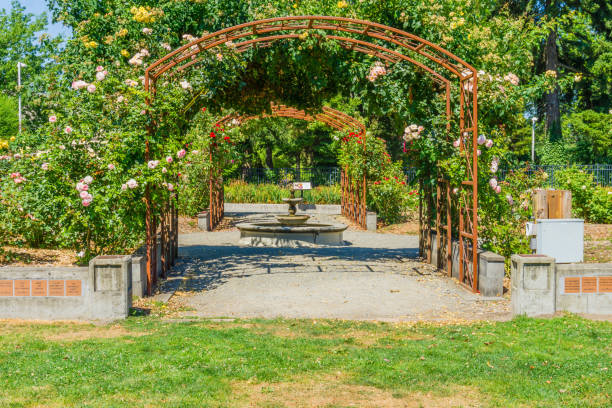 istock Seatac Rose Trellises 2 1338289929