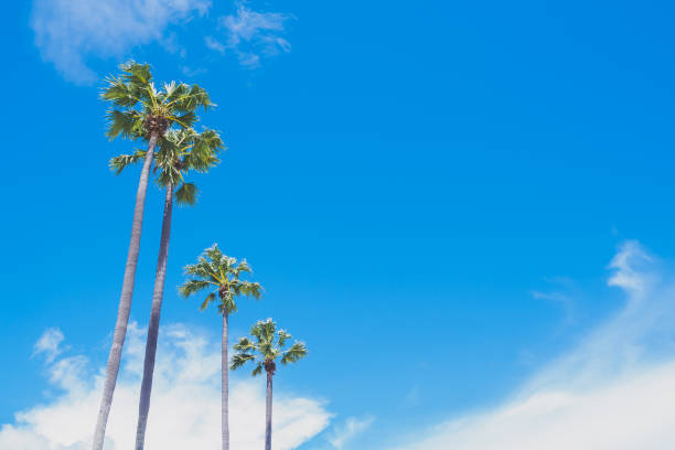 istock Four green palm or coconut tree stand with clearly could and blue sky background in summer with copy space 1338293174