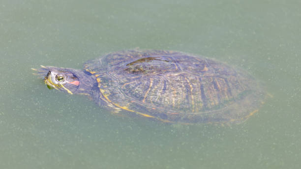istock Red-eared slider turtle swimming in a pond with head above water 1338293321