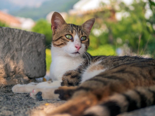 istock Cat is laying down outdoors and looking around warily. 1338293501