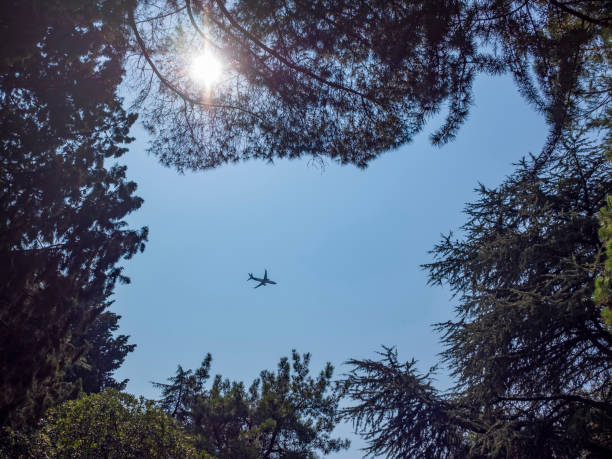 istock Airliner is flying on the blue sky. View through the trees branches. 1338293559