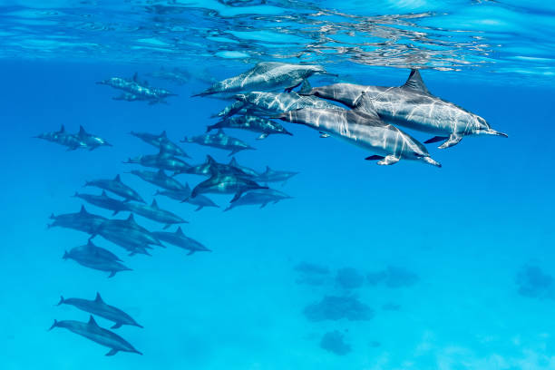 istock Big pod of dolphins 1338294861