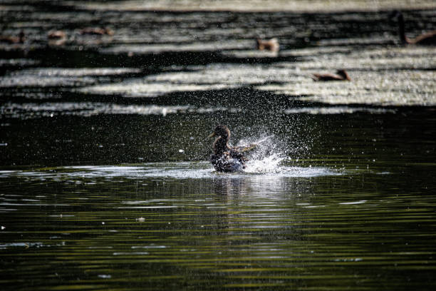 istock Duck. Young mallard duck on the lake 1338294892