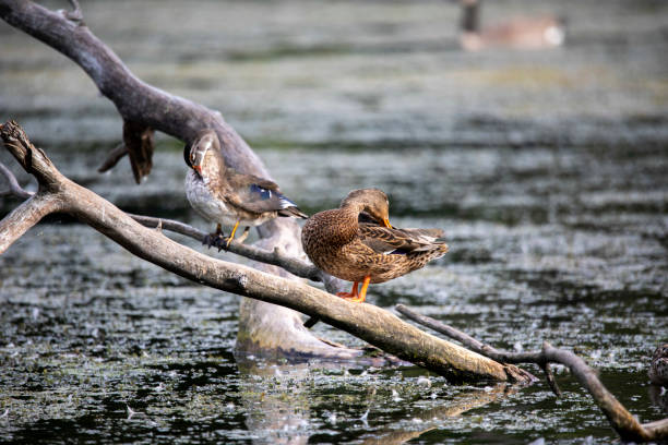 istock Duck. Young mallard duck on the lake 1338295034