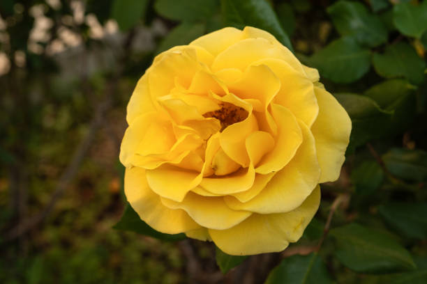 istock Beautiful single rose with natural green blurred background in Israel 1338295103