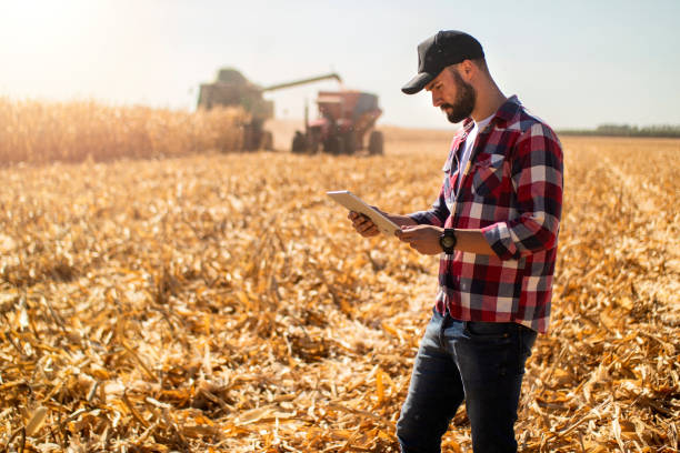 человек на кукурузной плантации. исследователь. - farmer rural scene laptop computer стоковые фото и изображения