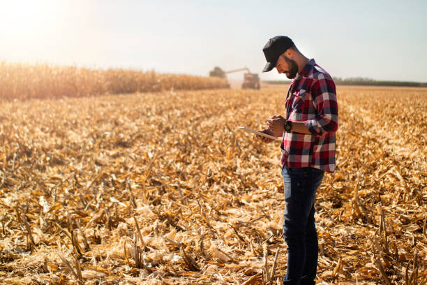 istock Man in a corn plantation. Researcher. 1338295141