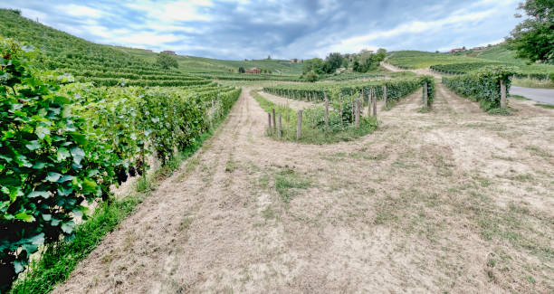 istock Langhe vineyards summer panorama, Italy. Color image 1338295403