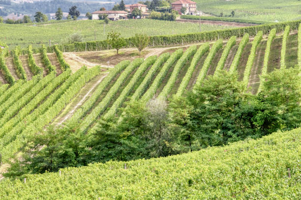 istock Langhe vineyards summer panorama, Italy. Color image 1338296209
